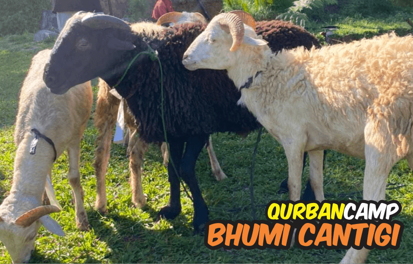 hewan qurban di bhumi cantigi, qurban camp